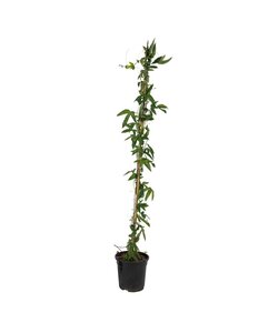 Passiflora 'Constance Elliot' ​​​- Kwiat pasji - ⌀17cm - Wysokość 110-120cm
