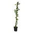 Passiflora 'Constance Elliot' XL ​​​​- Pasiflora - ⌀17cm - Alto 110-120cm