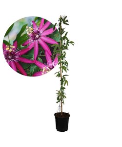 Passiflora 'Victoria' XL ​​​- Kwiat pasji - ⌀17cm - Wysokość 110-120cm