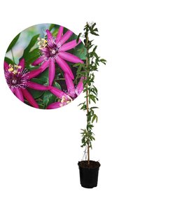 Passiflora 'Victoria' XL ​​- Passiebloem - Violacea - ⌀17cm - Hoogte 110-120cm