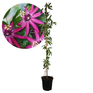 Passiflora 'Victoria' XL ​​​​- Passionsblume - Violacea - ⌀17cm - Höhe 110-120cm