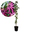 Passiflora 'Victoria' XL​​- Passionsblomst – Violacea – ⌀17cm – Højde 110-120cm