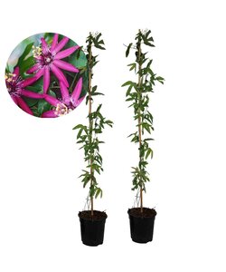 Kwiat pasji 'Victoria' XL - Passiflora - 2 sztuki - ⌀17cm - Wys. 120 cm