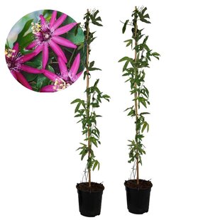 Passiflora 'Victoria' XL - 2 pieces - Passionflower - ⌀17cm - Height 110-120 cm