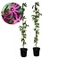 Kwiat pasji 'Victoria' XL - Passiflora - 2 sztuki - ⌀17cm - Wys. 120 cm