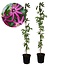 Passiflora 'Victoria' XL - 2 pieces - Passionflower - ⌀17cm - Height 110-120 cm