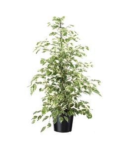 Ficus Benjamina Twilight - Houseplant - ø21cm - Height 100-110cm