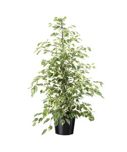 Ficus Benjamina Twilight - Pianta della casa - Vaso 21cm - Altezza 100-110cm