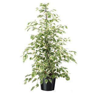 Ficus Benjamina Twilight - Zimmerpflanze - Topf 21cm - Höhe 100-110cm