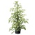 Ficus Benjamina Twilight - Stueplante - ⌀21cm - Højde 100 - 110cm