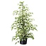 Ficus Benjamina Twilight - Houseplant - ø21cm - Height 100-110cm