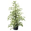 Ficus Benjamina Twilight - Kamerplant - Pot 21cm - Hoogte 100-110cm