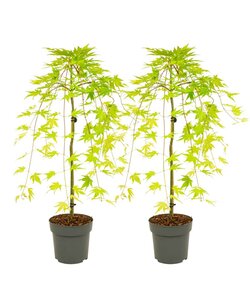 Acer palmatum Cascade Gold - 2er Set - Japanischer Ahorn - ⌀ 19cm - Höhe 80-90cm