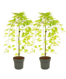 Acer palmatum 'Cascade Gold' - x2 -Acero giapponese - Altezza 80-90cm -Vaso 19cm