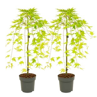 Acer palmatum 'Cascade Gold' - Set 2 - Japanese maple - ø19cm - Height 80-90cm