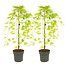 Acer palmatum 'Cascade Gold' - Set 2 - Japanese maple - ø19cm - Height 80-90cm