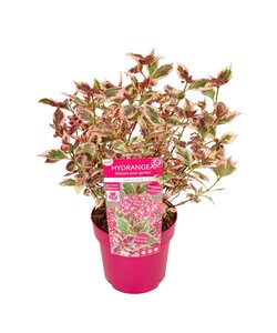 Ortensia hydrangea 'Euphorbia Rosa' - Resistente - ⌀19 cm - Altezza 40-50 cm