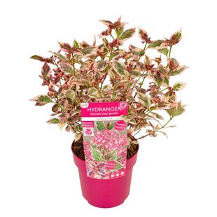 Hydrangea 'Euphorbia Pink' - Couleur rose - Hortensia - ⌀19cm - Hauteur 40-50 cm