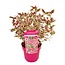 Hortensia 'Euphorbia Pink' - Farve: Pink - Hydrangea - ⌀19cm - Højde 40-50 cm