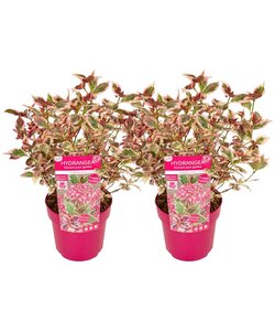 Hortensia 'Euphorbia Pink' - Sæt med 2 - Hydrangea - ⌀19cm - Højde 40-50 cm