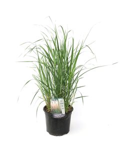 Calamagrostis Karl Foerster - Gras - Ziergras - Topfgröße 23 cm - Höhe 40-60 cm