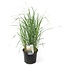 Calamagrostis Karl Foerster - Grass - Ornamental grass - ⌀23cm - Height 40-60cm