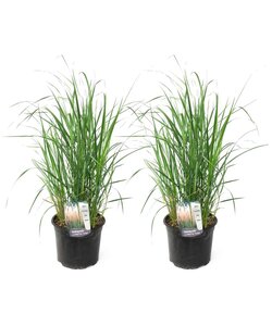 Calamagrostis Karl Foerster - 2er Set - Gras - Ziergras - ⌀23 cm - Höhe 40-60 cm