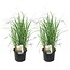 Calamagrostis Karl Foerster - x2 - Ornamental grass - ⌀23cm - Height 40-60cm