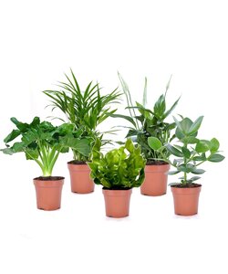 Luftrensende stueplanter - Blanding af 5 - ⌀12cm - Stueplante - Højde 25-40cm