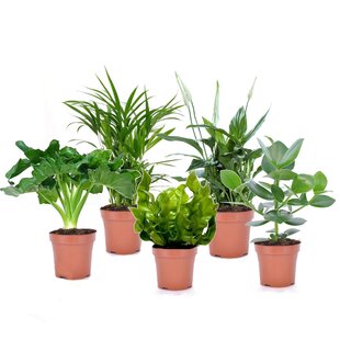 Air Purifying plants - Mix of 5 - ø12cm - Height 25-40cm