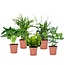 Rośliny doniczkowe oczyszczające powietrze - Mix 5 szt. - ⌀12cm - W25-40cm