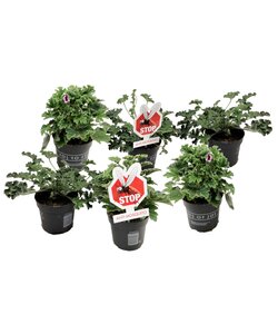 Anti-myg Geraniums - sæt med 6 - ø10,5cm - Højde 15-25 cm