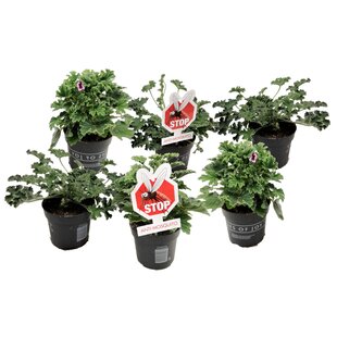 Plante anti-moustique - Géranium - Set de 6 - Pot 10.5cm - Hauteur 15-25cm