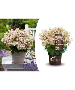 Hydrangea paniculata '(S)witch Ophelia' - Hortensia - Pot 19cm - Hauteur 30-40cm