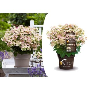 Hydrangea paniculata '(S)witch Ophelia' - Hortensia - Pot 19cm - Hauteur 30-40cm