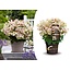 Hydrangea hortensie paniculata (S)witch Ophelia - ⌀19cm - Höhe 30-40cm