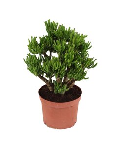 Crassula ovata 'Hobbit' L - Houseplant - Succulent - ⌀23cm - Height 45-50cm