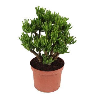 Crassula ovata 'Hobbit' L - Houseplant - Succulent - ⌀23cm - Height 45-50cm