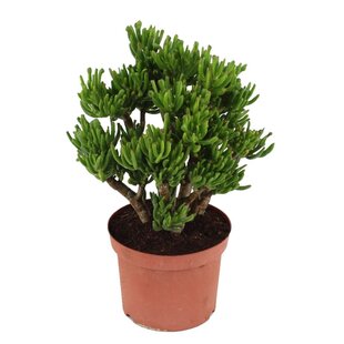 Crassula ovata 'Hobbit' L - Plante d'intérieur - Succulente - ⌀ 23 cm - H45-50cm