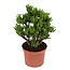 Crassula ovata 'Hobbit' L - Plante d'intérieur - Succulente - ⌀ 23 cm - H45-50cm