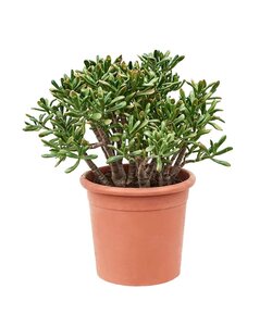 Crassula ovata 'Hobbit' XL - Zimmerpflanze - Sukkulente - ⌀ 30 cm - Höhe 55-60cm