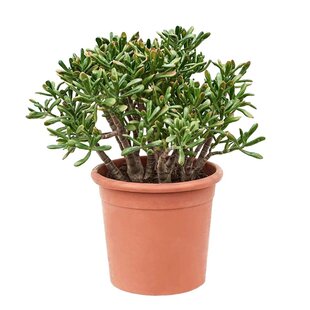 Crassula ovata 'Hobbit' XL - Houseplant - Succulent - ⌀30cm - Height 55-60 cm