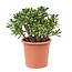 Crassula ovata Hobbit - Vetplant - Kamerplant - Pot 30cm - Hoogte 55-60cm