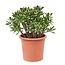 Crassula ovata 'Hobbit' XL - Zimmerpflanze - Sukkulente - ⌀30cm - Höhe 55-60cm