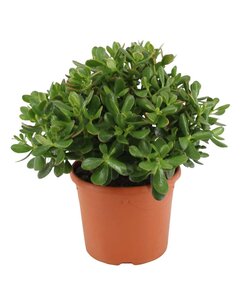 Crassula ovata 'Minor' M - Zimmerpflanze - Sukkulente - ⌀17cm - Höhe 30-35 cm