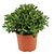 Crassula ovata 'Minor' M - Succulenta - ⌀17 cm - Altezza 30-35 cm