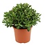 Crassula ovata 'Minor' M - Houseplant - Succulent - ⌀17cm - Height 30-35 cm