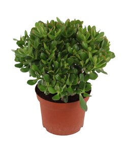 Crassula ovata 'Minor' L - Houseplant - Succulent - ⌀23cm - Height 45-50 cm