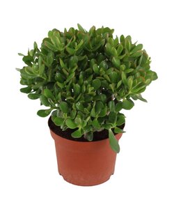 Crassula ovata 'Minor' L - Stueplante - Sukkulent - ⌀23cm - Højde 45-50 cm