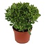 Crassula ovata 'Minor' L - Succulenta - ⌀23 cm - Altezza 45-50 cm